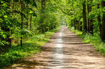 Fototapeta premium Long straight dirt road on a sunny day in a forest in the Netherlands in springtime