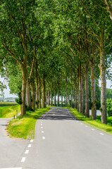 Obraz premium Asphalt road on a dike lined with trees on the island of Tholen, The Netherlands