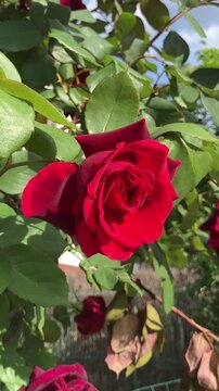 Side view of red rose on shrub in the wind