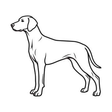 Vector illustration of a standing pointer dog