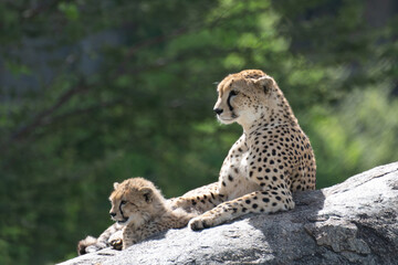 Wild Cheetah Mother and Cub Alert on an Elevated Boulder © Andy