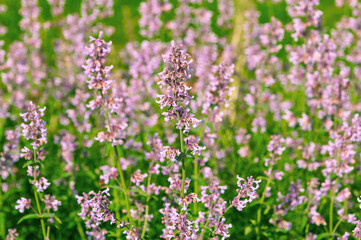 Obraz premium Pale pink wildflower stalks growing densely in grassy field. Nepeta grandiflora