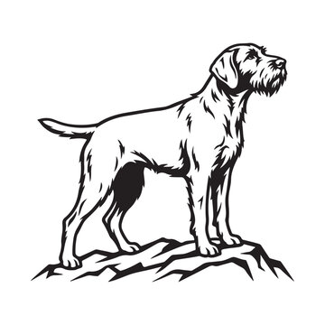 German wirehaired pointer dog standing on a rock