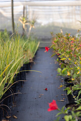 Potted shrub with single red blossom is sitting on black fabric walkway in shaded nursery aisle © wavebreak3