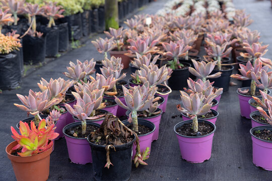 Rows of pink succulents are lining nursery aisle in purple and black pots on fabric