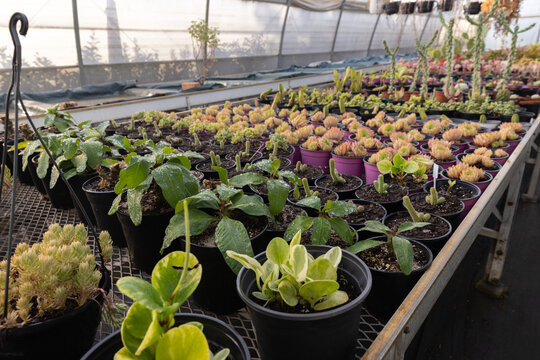 Potted succulents and leafy seedlings are sitting on mesh bench in greenhouse, water droplets