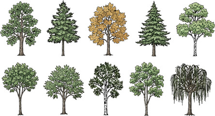 Set of hand drawn deciduous and coniferous trees isolated on white background for landscape design vector illustration