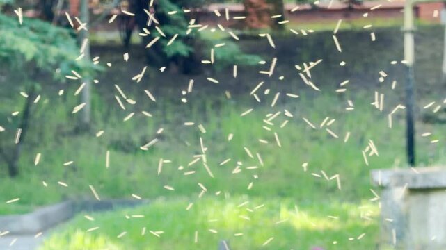 A massive swarm of tiny insects flies through a bright green park. Their chaotic movement looks mesmerizing yet feels slightly bothersome.