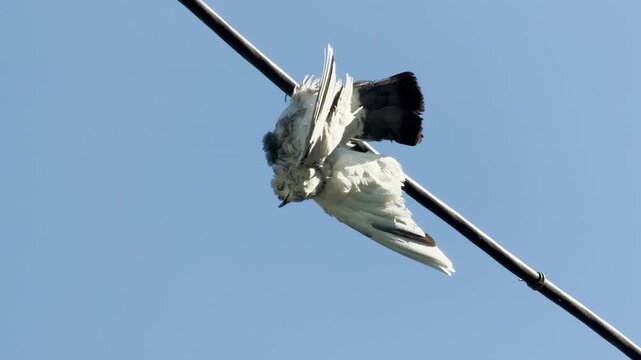 A lifeless pigeon hangs upside down from a thick power cable against a clear blue sky. This heartbreaking sight evokes deep feelings of sadness and pity for the helpless creature.
