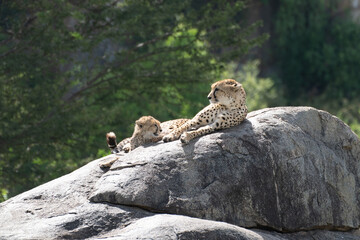 Cheetah Mother and Cub Resting on a Large Granite Boulder © Andy