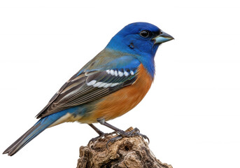 Obraz premium Blue and black bird perched on rocky surface isolated on transparent background