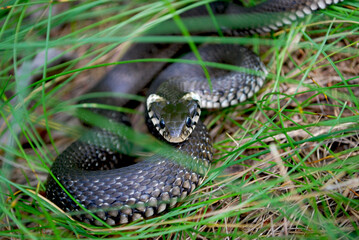 Fototapeta premium a female snake with black eyes and large yellow spots looks out of the grass in a summer forest
