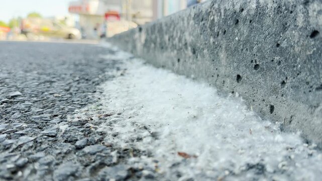 White poplar fluff piles up against a concrete curb on a sunny road. This quiet urban scene brings a nostalgic calm mixed with seasonal allergy annoyance.
