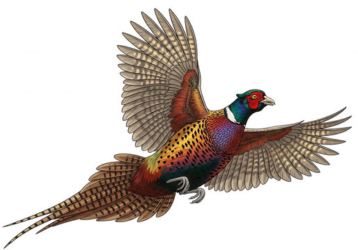 Colorful pheasant bird flying with spread wings isolated on transparent background