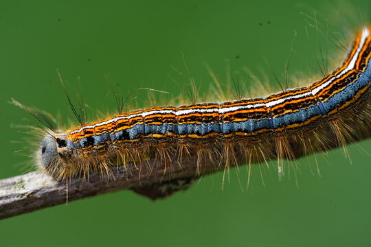 A caterpillar of the lackey moth (Malacosoma neustria) crawling along a twig near the municipality of Wietze in the district of Celle, Germany.