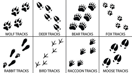 Animal Tracks Vector Icons Set with Wolf Deer Bear Fox Rabbit Bird Raccoon and Moose Footprints © Nurjahan