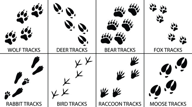Animal Tracks Vector Icons Set with Wolf Deer Bear Fox Rabbit Bird Raccoon and Moose Footprints