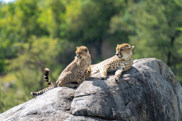 Cheetah Mother and Cub Alert on a Rocky Kopje in the Serengeti © Andy