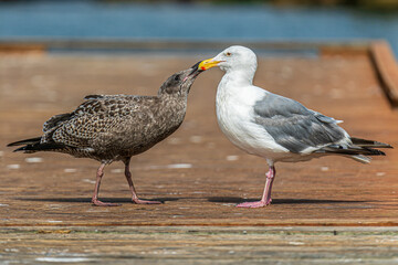 Fototapeta premium Young gull begging from adult gull on a wooden dock