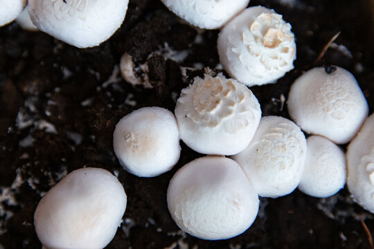 Fresh white Agaricus mushrooms growing in organic soil