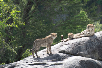 Cheetah Mother with Two Cubs Alert on a Rocky Kopje in the Serengeti © Andy