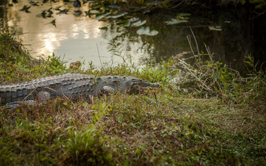Krokodyl w Everglades © Tomasz