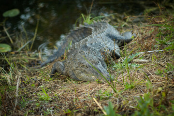 Krokodyl w Everglades © Tomasz