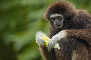 Fototapeta premium lar gibbon white-handed gibbon, an endangered primate in the gibbon family