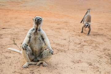 Fototapeta premium Sifaka lemur (Propithecus verreauxi), Madagascar nature
