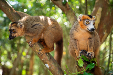 Crowned lemur (Eulemur Coronatus), endemic animal © Elena