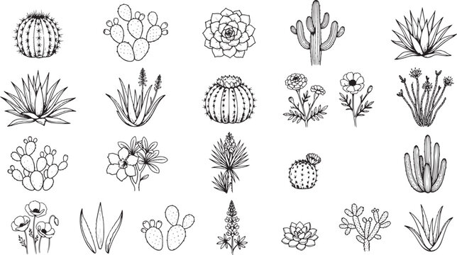DESERT BOTANICAL Plants Flowers Sets Packs, Editable Vectors Strokes Illustrations. containing cactus, succulent, desert, botanical, hand, drawn, sketch, illustration, plant and mores plants flowers