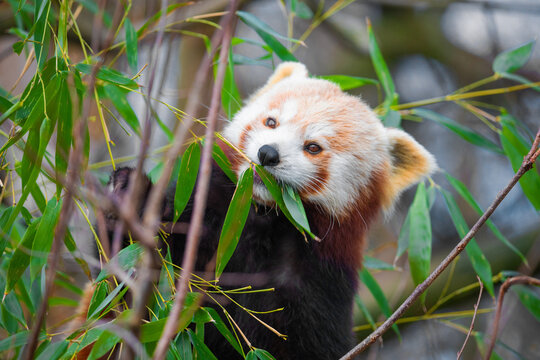 red panda Ailurus fulgens, lesser panda, is a small mammal