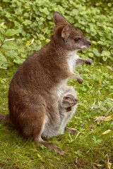 Bennett's wallaby Macropus or Notamacropus rufogriseus © Elena