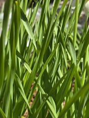Fototapeta premium green leaves background