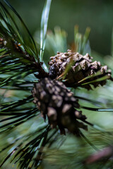 Cones grow on the branch of the Christmas tree  © Natasha