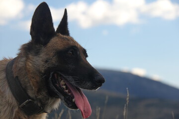 Belgian Malinois Profile Portrait with Mountain Background © Mate