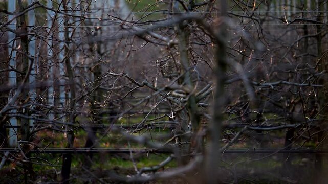 Bare branches of apple tree at sunset. Panning 4K