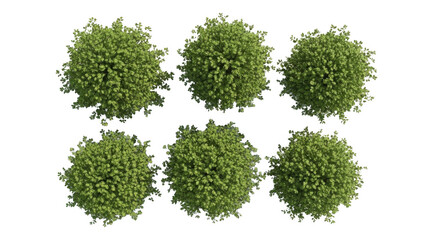 Obraz premium Six green spherical trees viewed from directly above, isolated on a solid black background, for architectural site, planning and landscaping