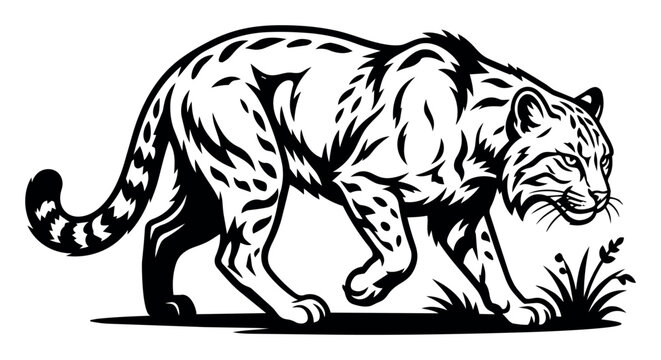 Leopard walking, displaying a patterned coat in black and white. Wildlife illustration of a stealthy wild cat predator