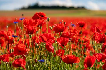 Fototapeten Rot It is red poppy blossom time which is maybe the end of spring and beginning of summer season and which build a true contrast to the green landscape  © Wolfgang Hauke
