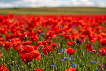 Fototapeta premium It is red poppy blossom time which is maybe the end of spring and beginning of summer season and which build a true contrast to the green landscape