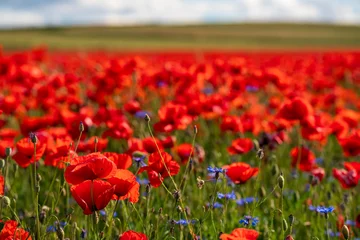 Fototapeten Rot It is red poppy blossom time which is maybe the end of spring and beginning of summer season and which build a true contrast to the green landscape  © Wolfgang Hauke