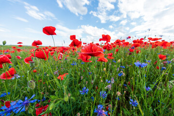 Obraz premium It is red poppy blossom time which is maybe the end of spring and beginning of summer season and which build a true contrast to the green landscape