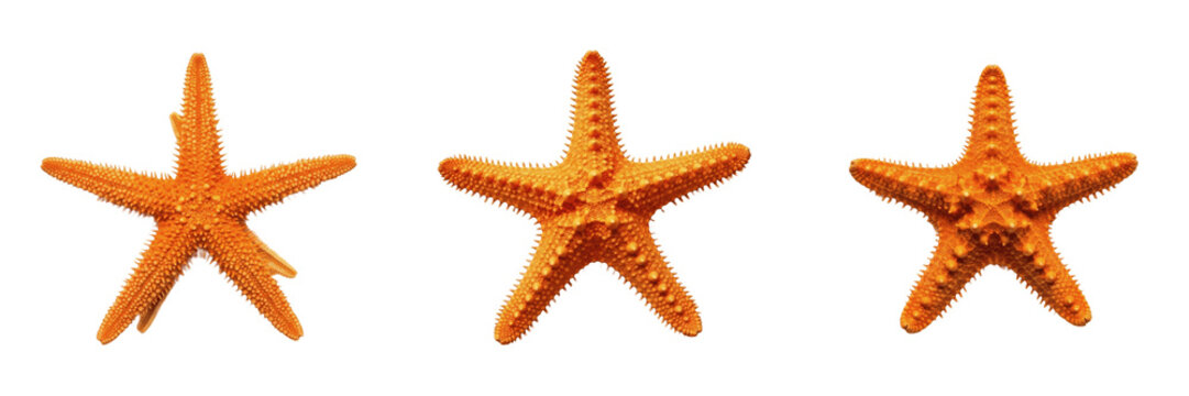 Orange Starfish PNG Set, Transparent Background Sea Star Clipart, Isolated Marine Echinoderm Elements for Graphic Design, Tropical Ocean Life Illustration, Summer Beach Vacation Cutouts for Invitation