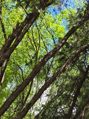 Fototapeta premium tree in the forest