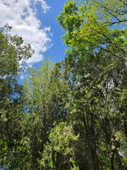 Fototapeta premium tree in the forest