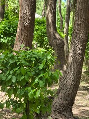 Fototapeta premium tree in the forest