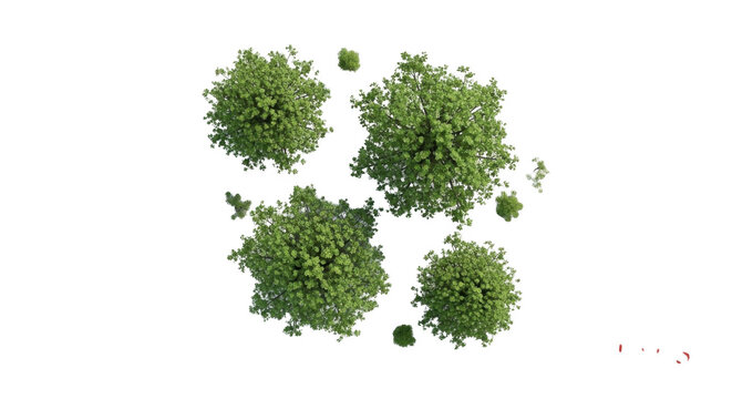 Top-down aerial view of four green deciduous trees with dense foliage isolated on a solid black background, for architectural rendering