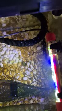 Vertical top down view of a home aquarium setup with working submersible pump, glowing LED glass heater, and small fish swimming over white pebbles. Fish glide softly past the illuminated tubes.