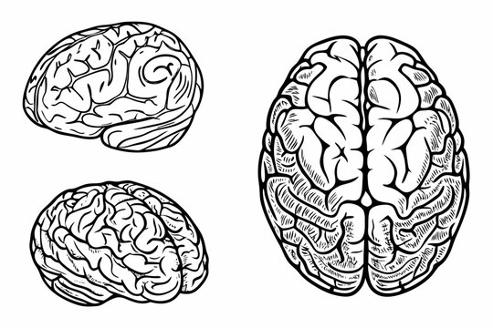 Anatomical Brain Sketches Detailed Line Art On White Background